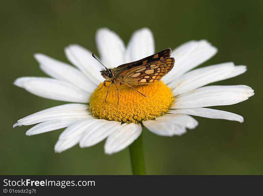 Butterfly and flower