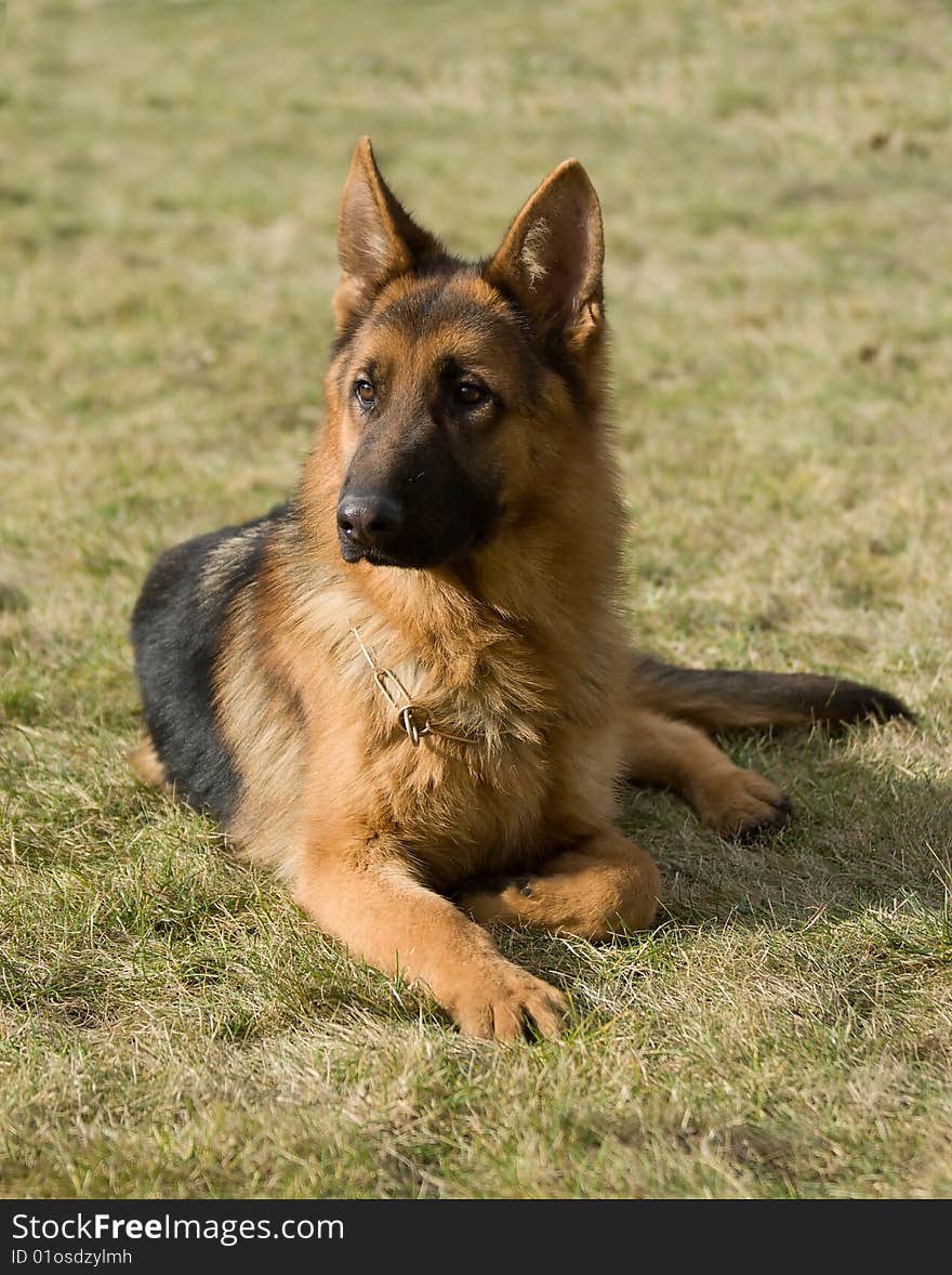 Moscow Sheepdog.