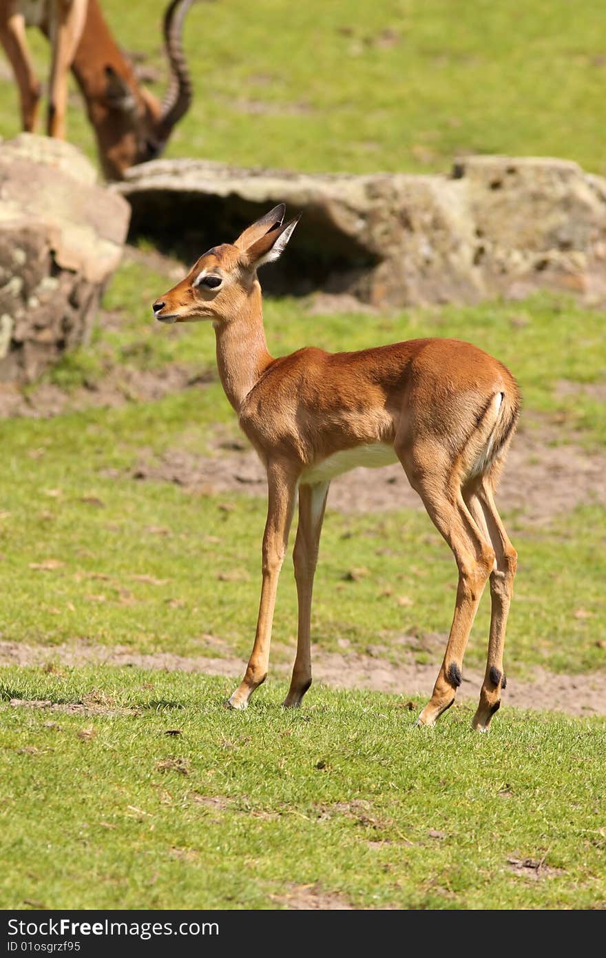 Young Impala