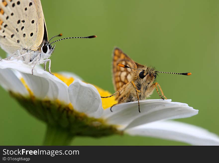 Butterfly and flower