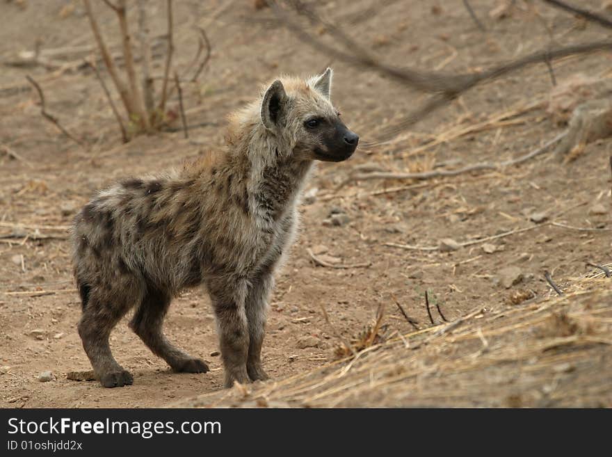 Young hyena in the Kruger National Park South Africa