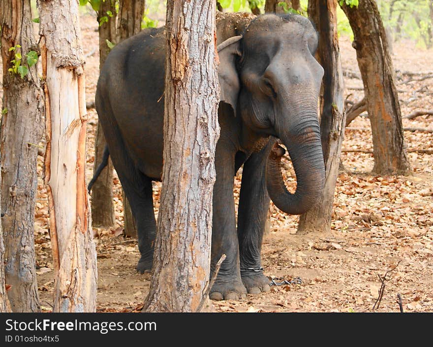 A female Elephant in jungle