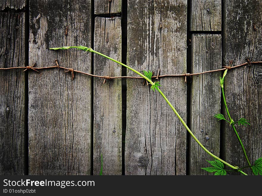 Sprout on wood