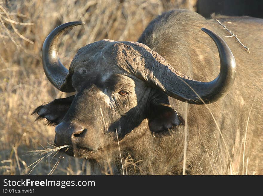 Buffalo in the Kruger National Park