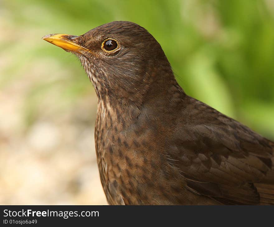 Female Blackbird