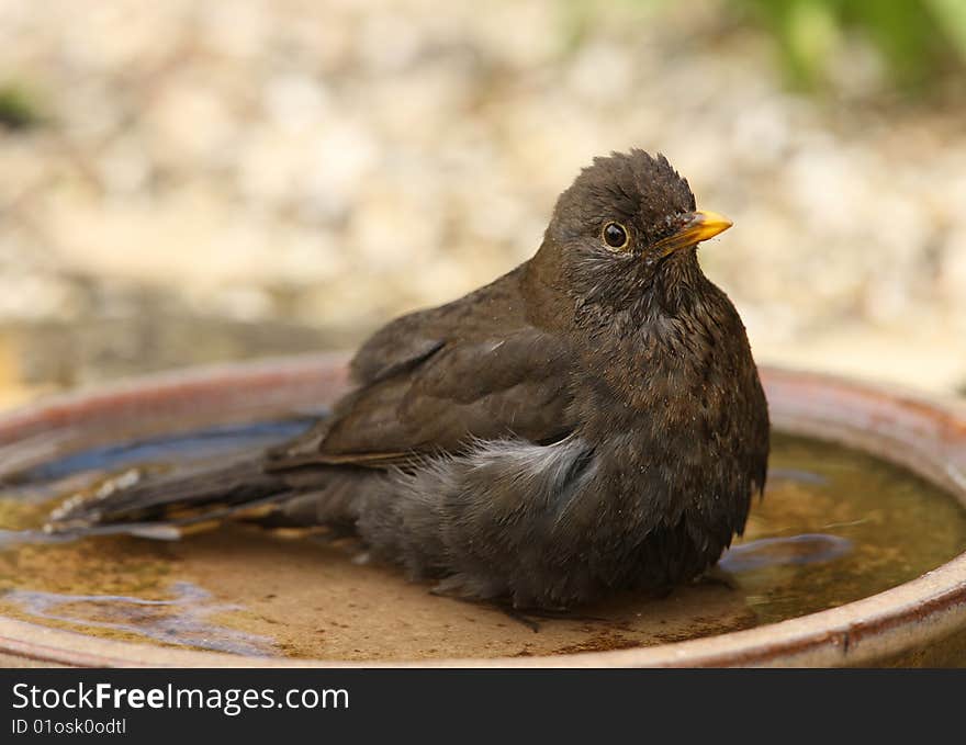 Female Blackbird