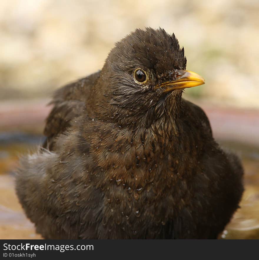 Female Blackbird