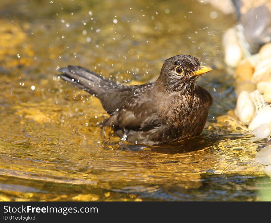 Female Blackbird