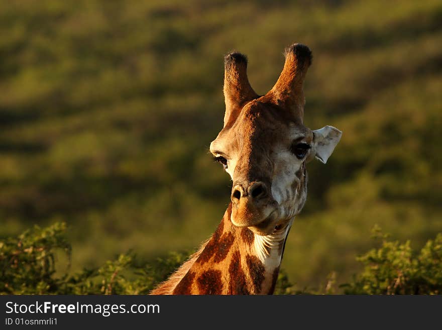 Image of a Giraffe in a private game reserve. Image of a Giraffe in a private game reserve.