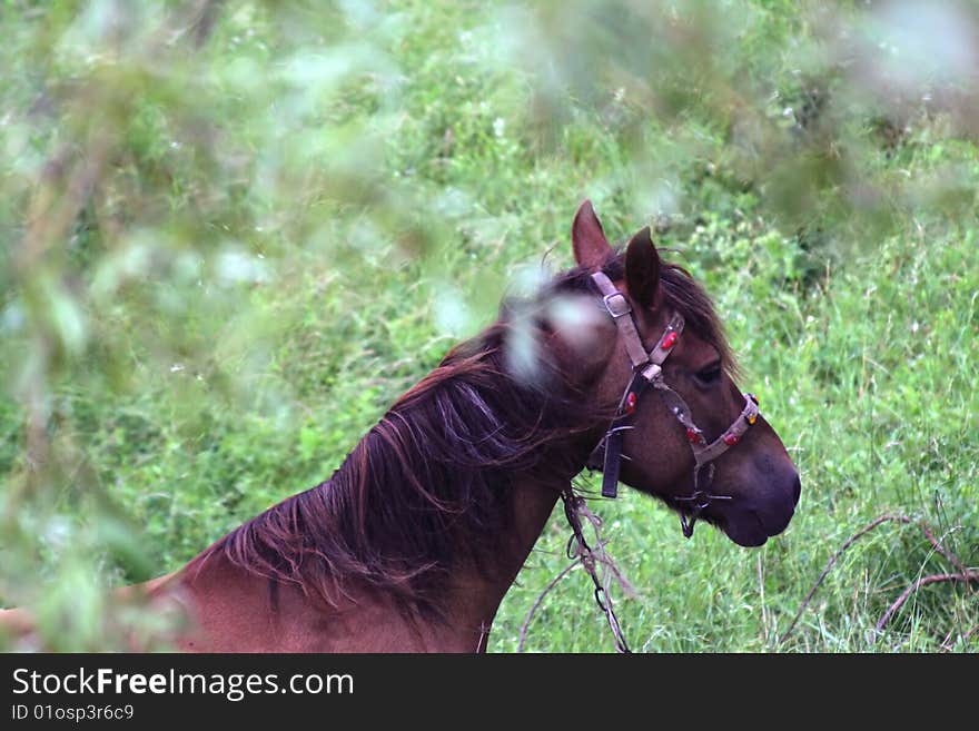 A horse between tree's leaf in light colours