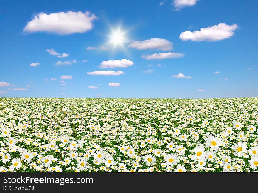 Flowers of a Camomiles on to the meadow