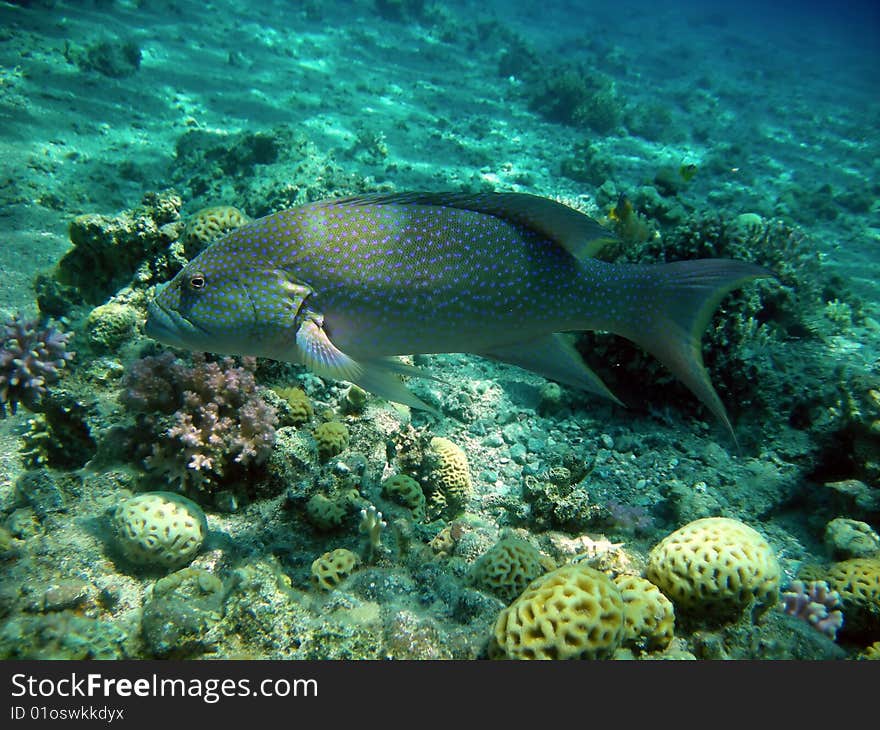 Epinephelus