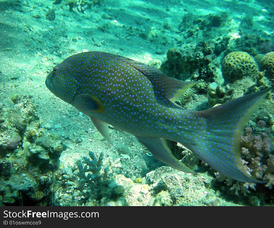 Epinephelus