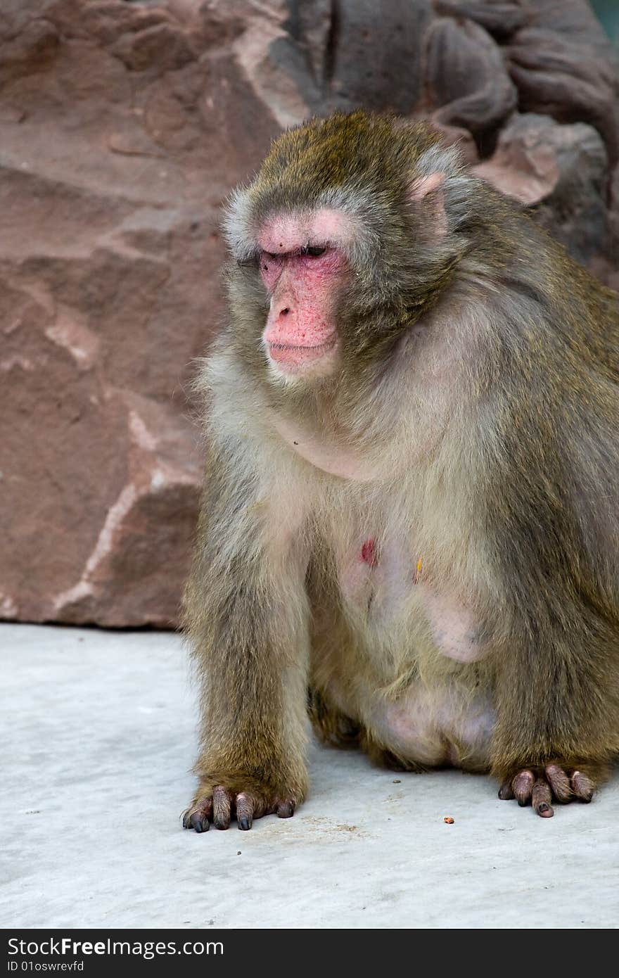 Macaca fuscata grey japanese monkey female