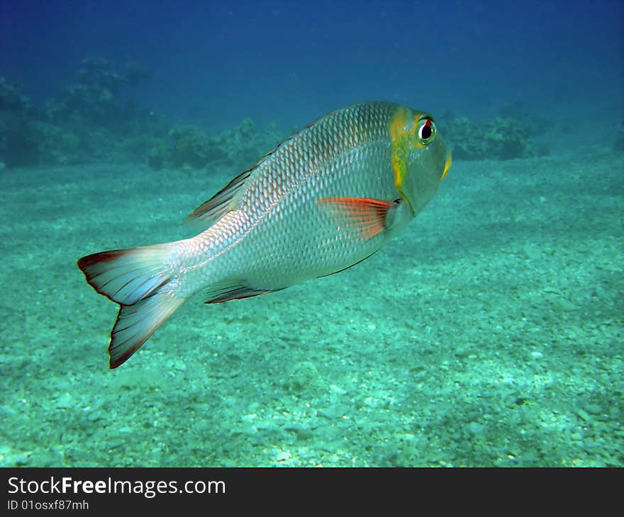 A colorful tropical fish in open water