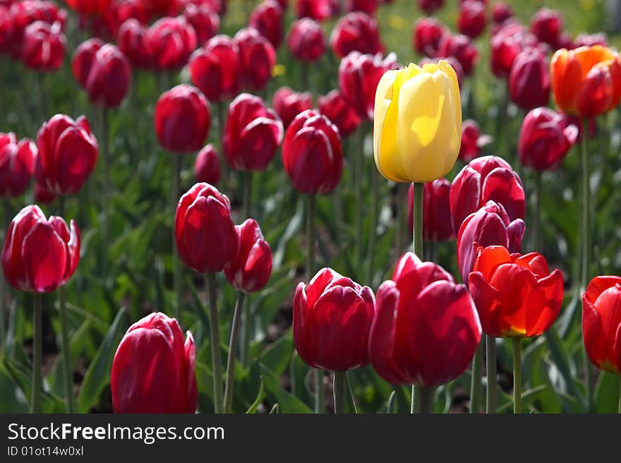 Many blossoming tulips on a bed