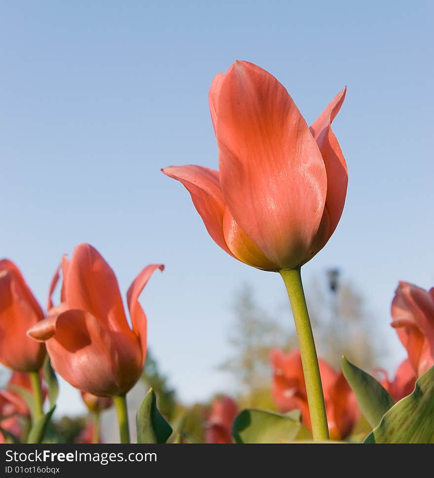 Red tulips against blue sky