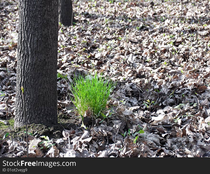 A green meadow is swardy as a background. A green meadow is swardy as a background