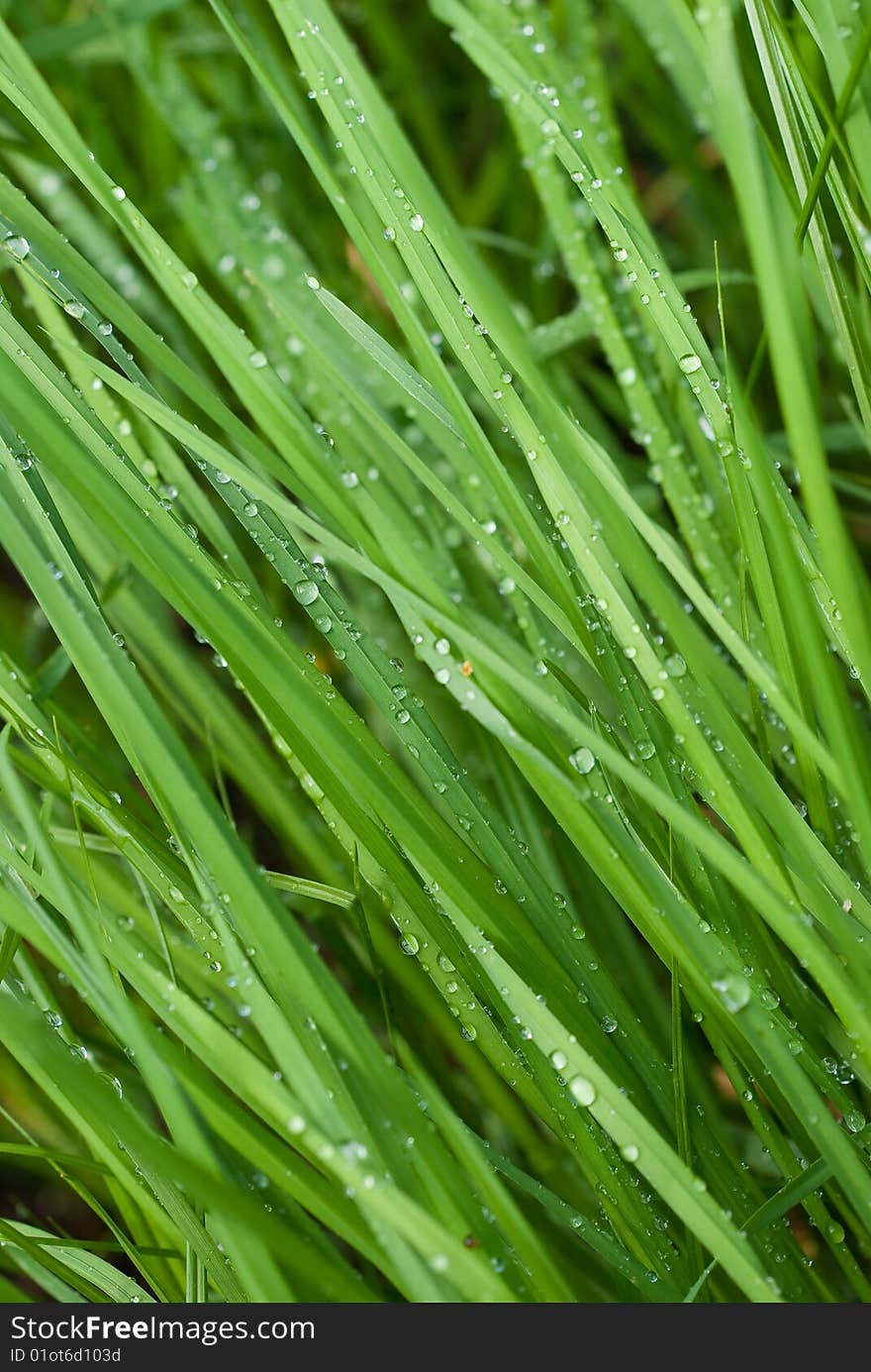 Dew drops on a green grass in a lawn