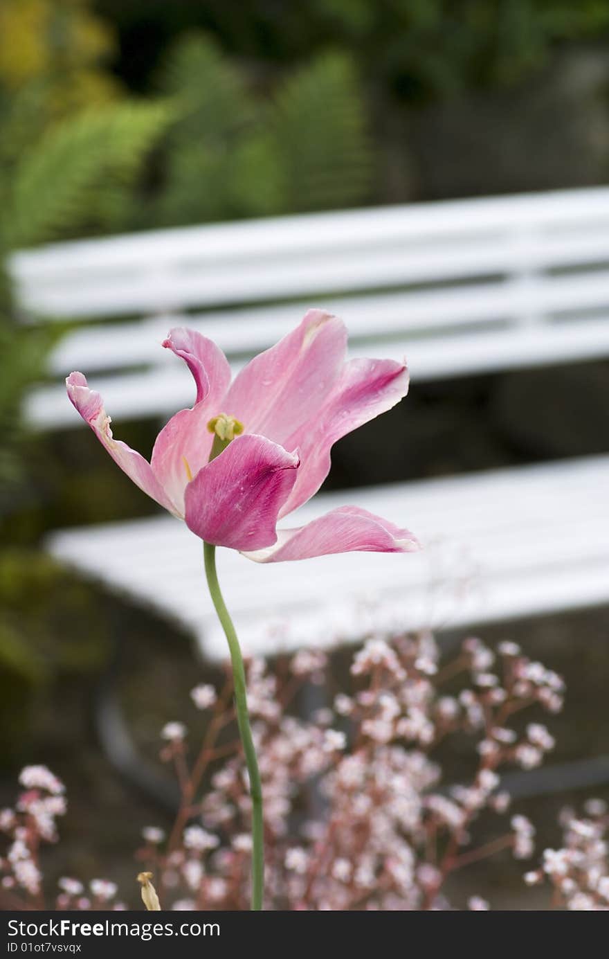 Pink tulip, white bench.