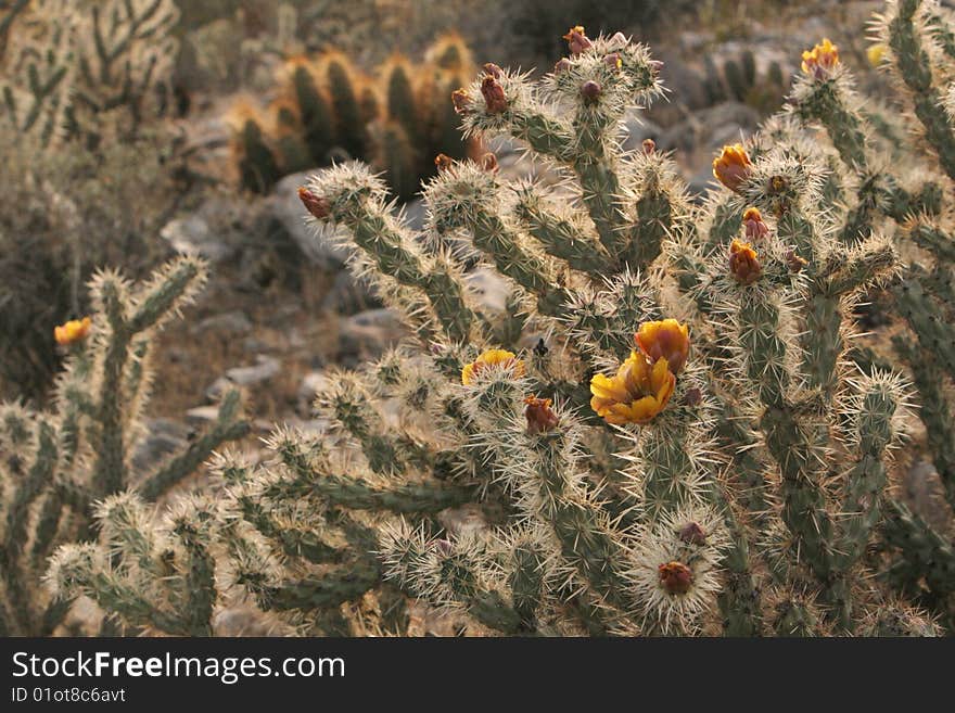 Buckhorn Cholla among other cacti. Buckhorn Cholla among other cacti