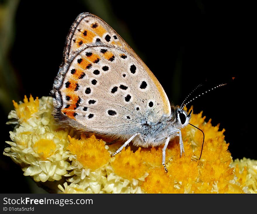 Orange butterfly on a green grass. Orange butterfly on a green grass