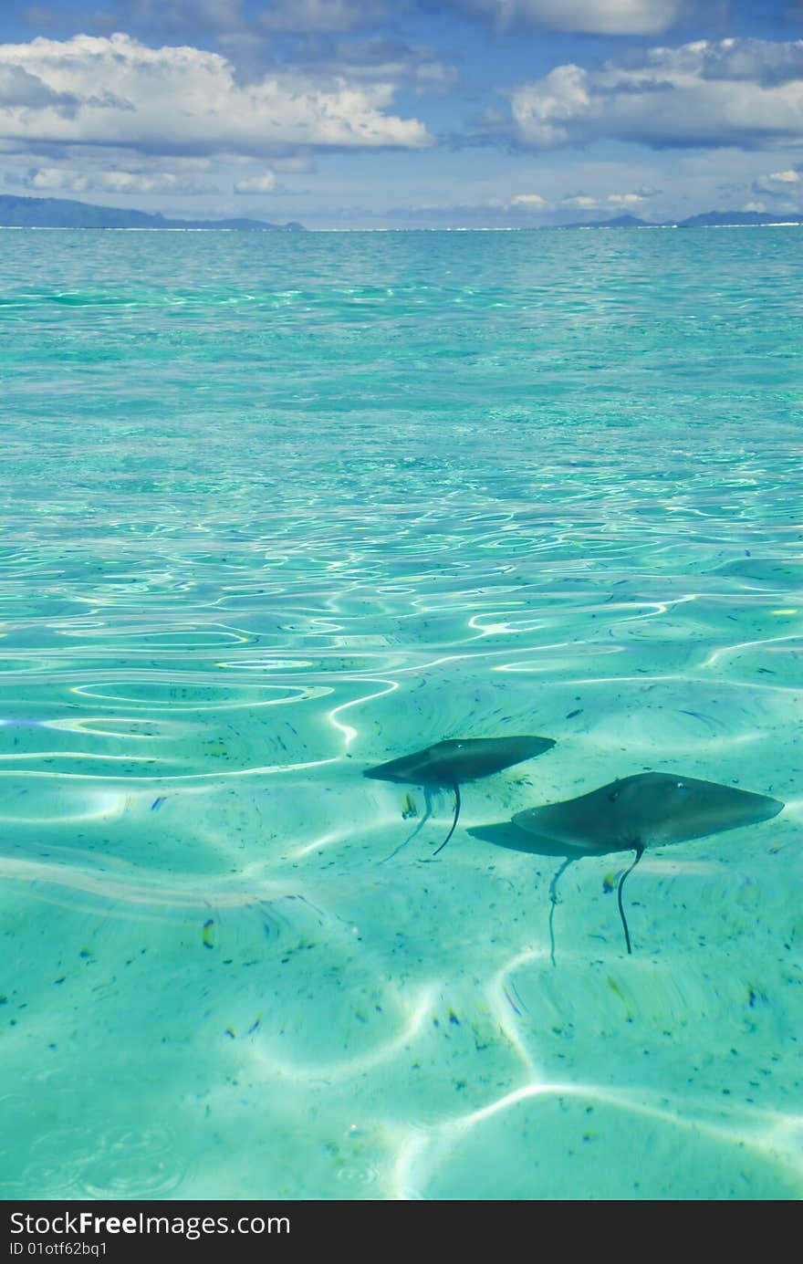 Ray Swimming In Blue Lagoon