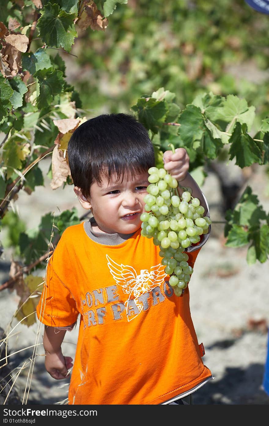 Child Collecting Grapes