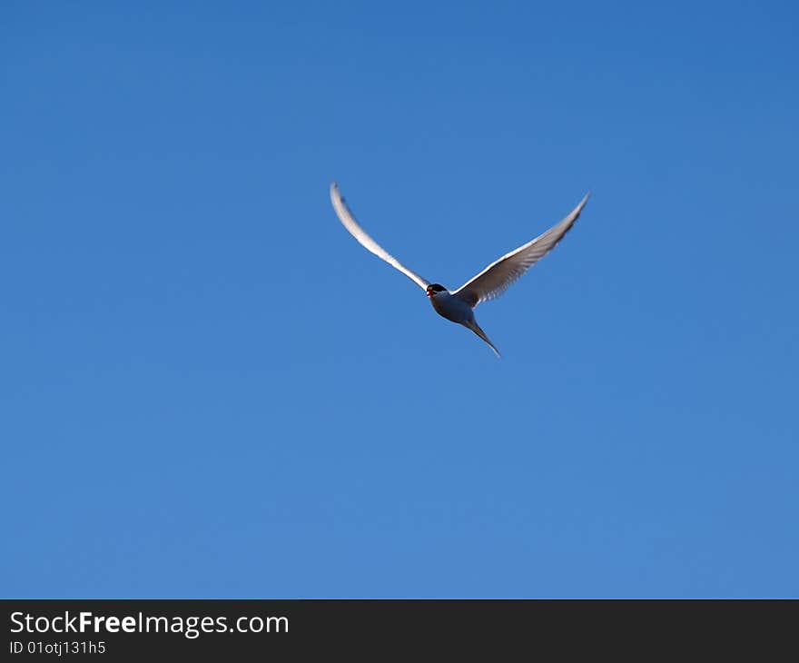 A White Tern on blue background, looking for food in the sea bellow