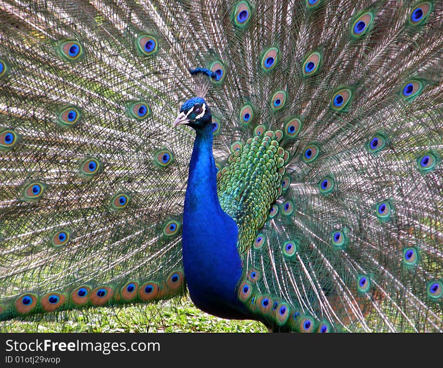 Peacock with feathers of a tail