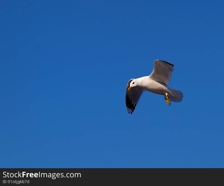 A Seagull in the sky, on blue background