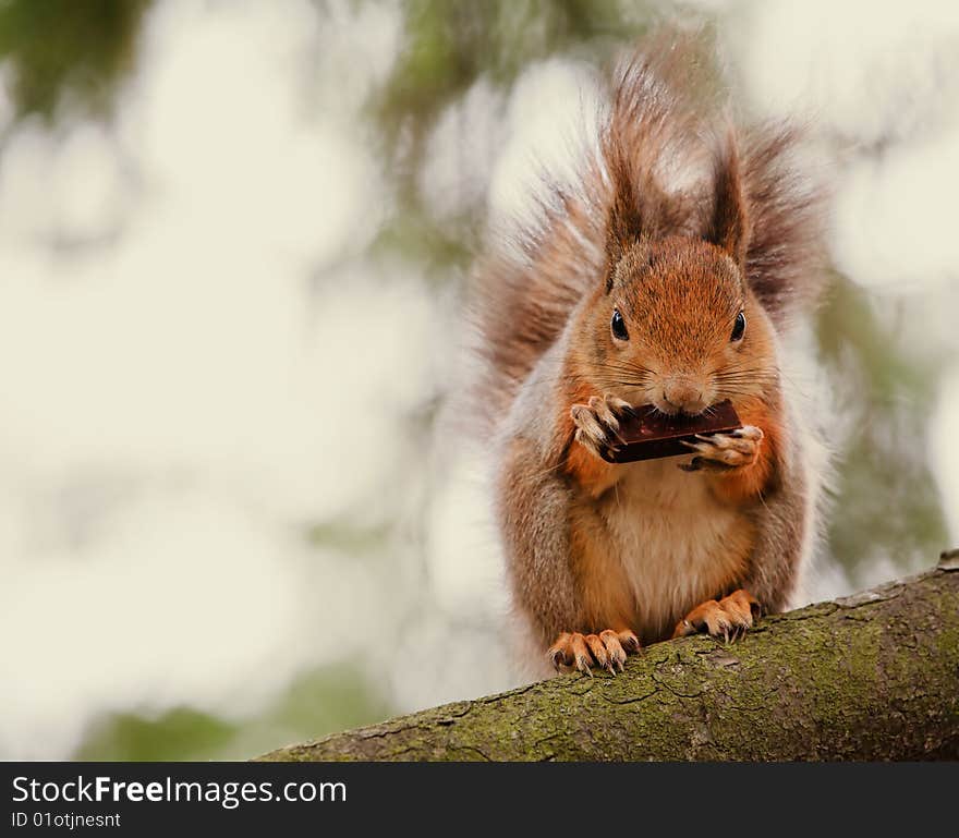 Squirrel sitting on the tree