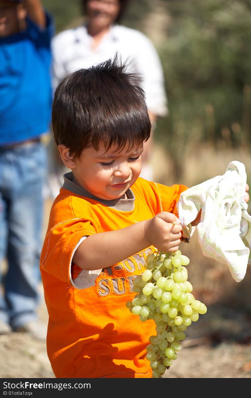 Child collecting grapes