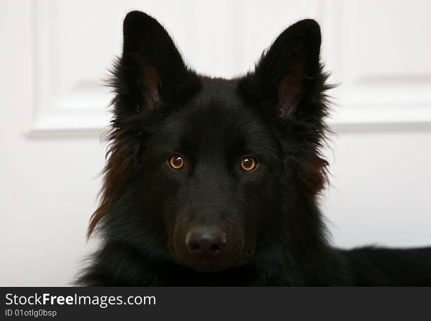 Belgium shepherd dog