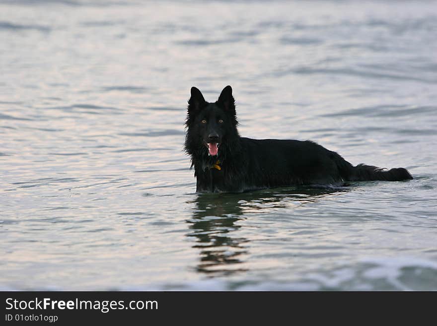 Belgium shepherd dog