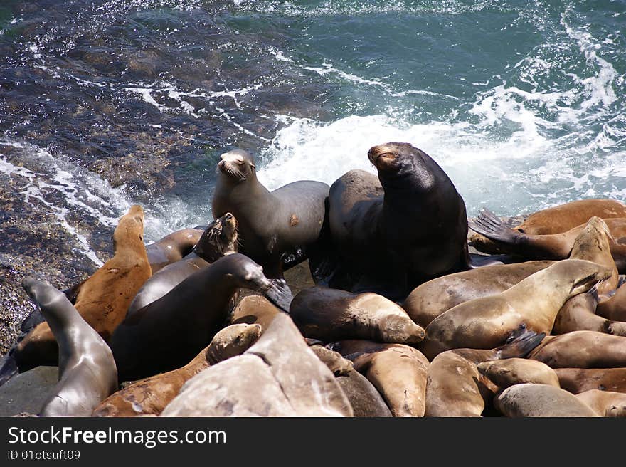 Close up of seals on rocks, San Diego CA. Close up of seals on rocks, San Diego CA