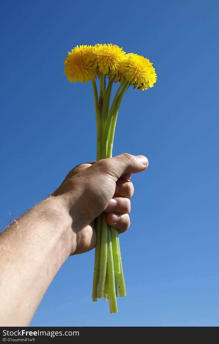 A dandelion is in a masculine hand