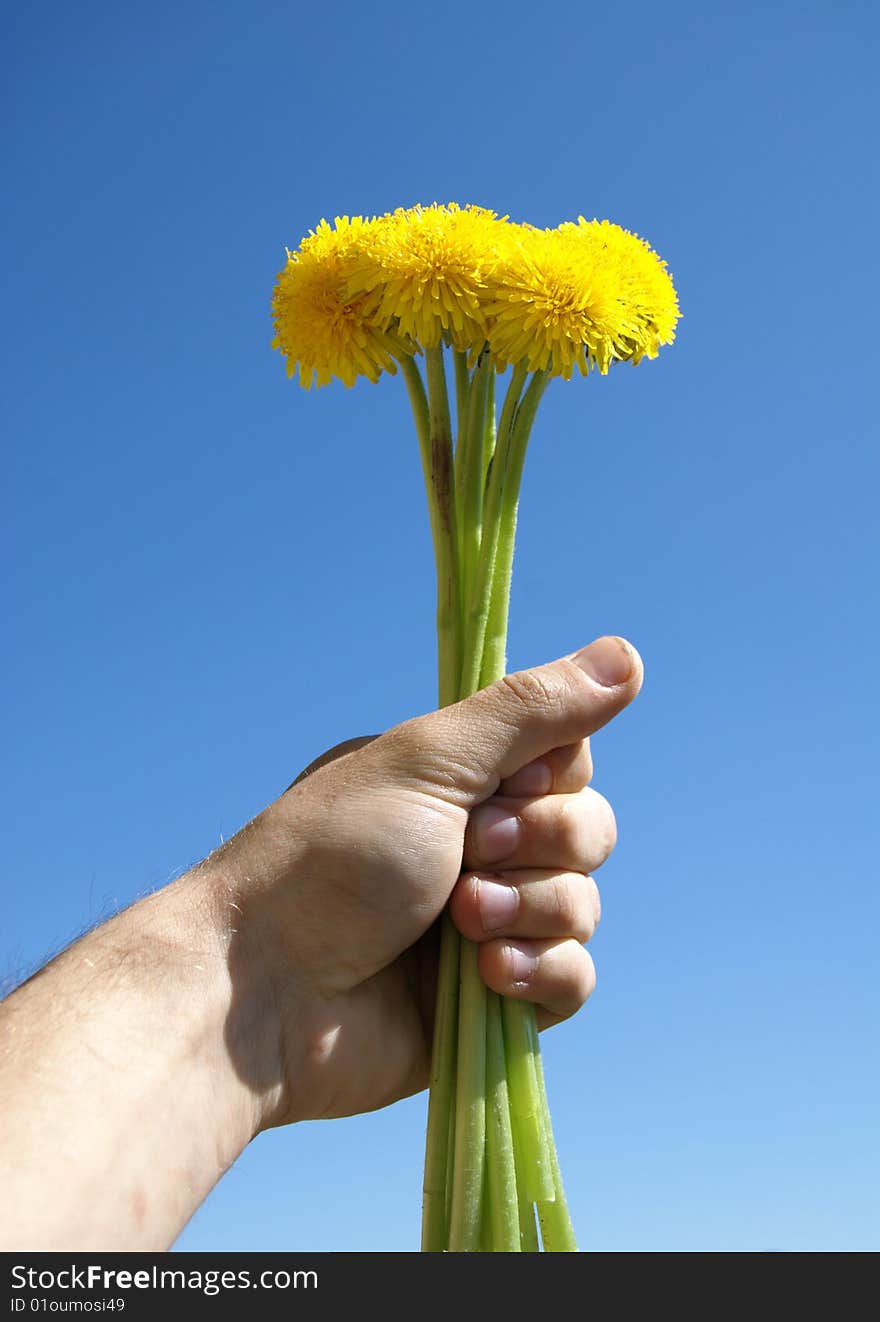 A dandelion is in a masculine hand