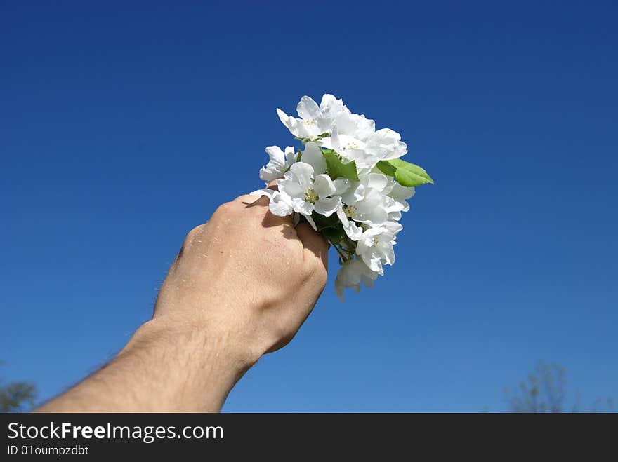 Flowers in a hand