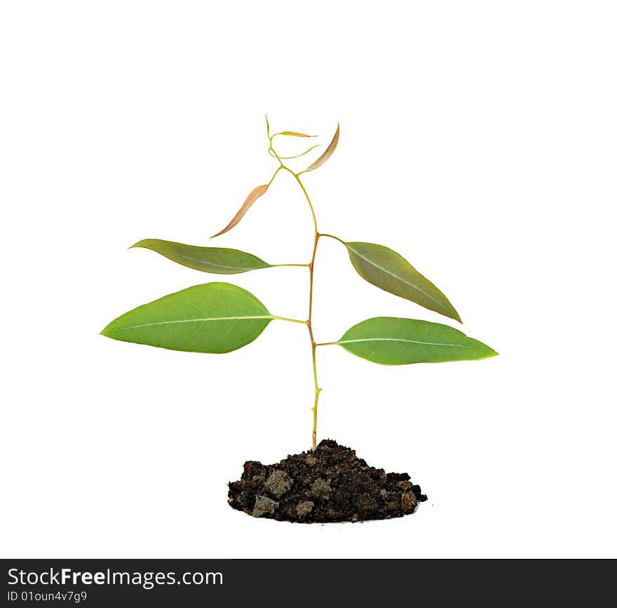 Young tree isolated on white background