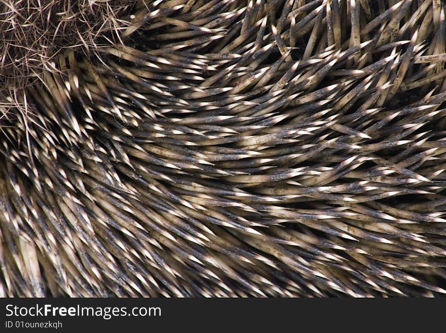 Hedgehog male adult close up