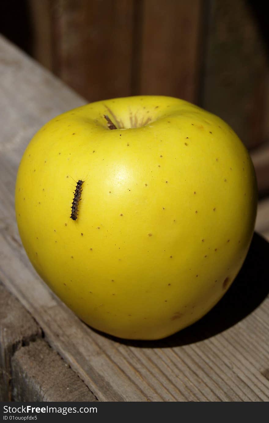 Caterpillar on yellow