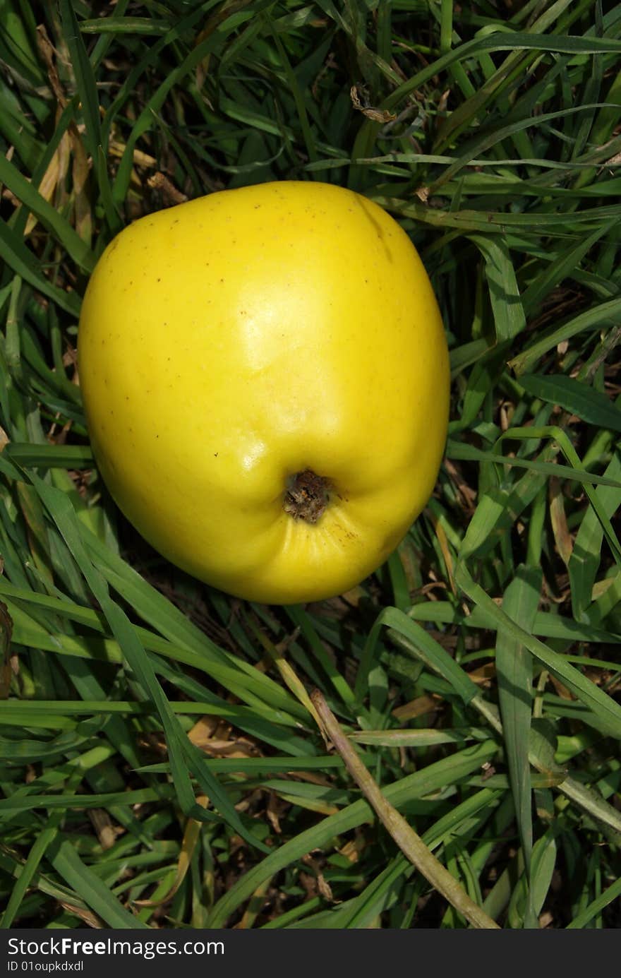 Apple On Grass