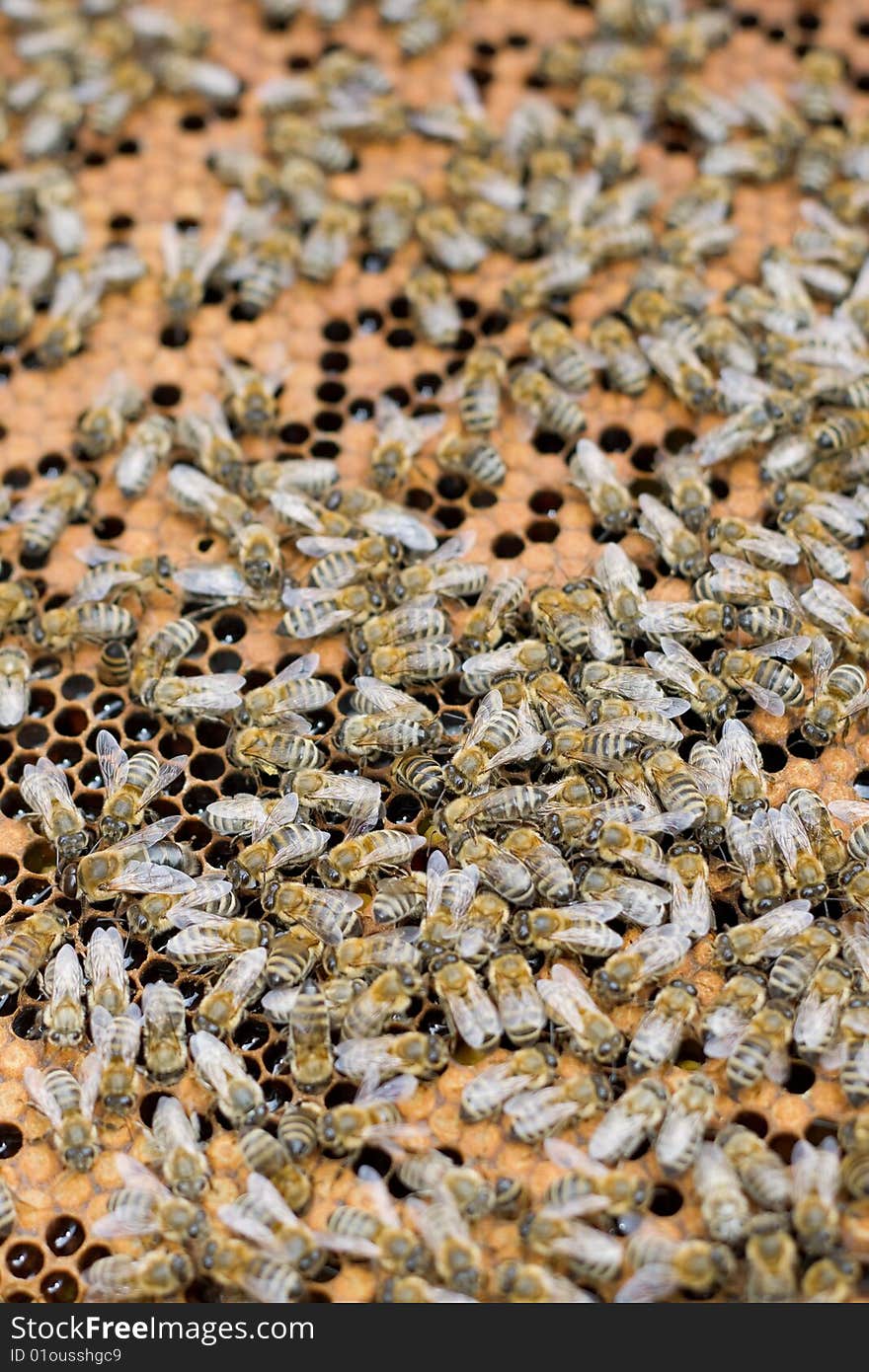 Many little bees working together in the beehive. Many little bees working together in the beehive