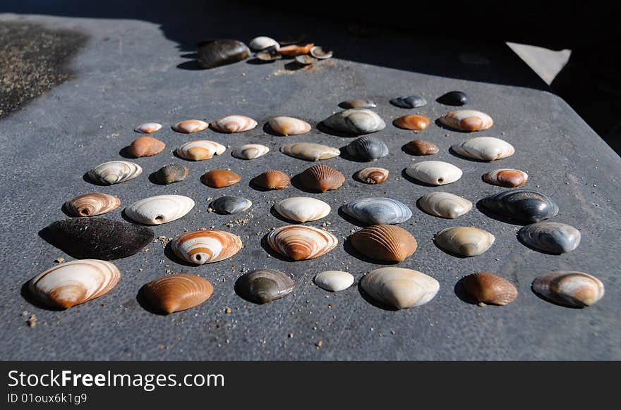 Various sea shells found in Oostende, Belgium