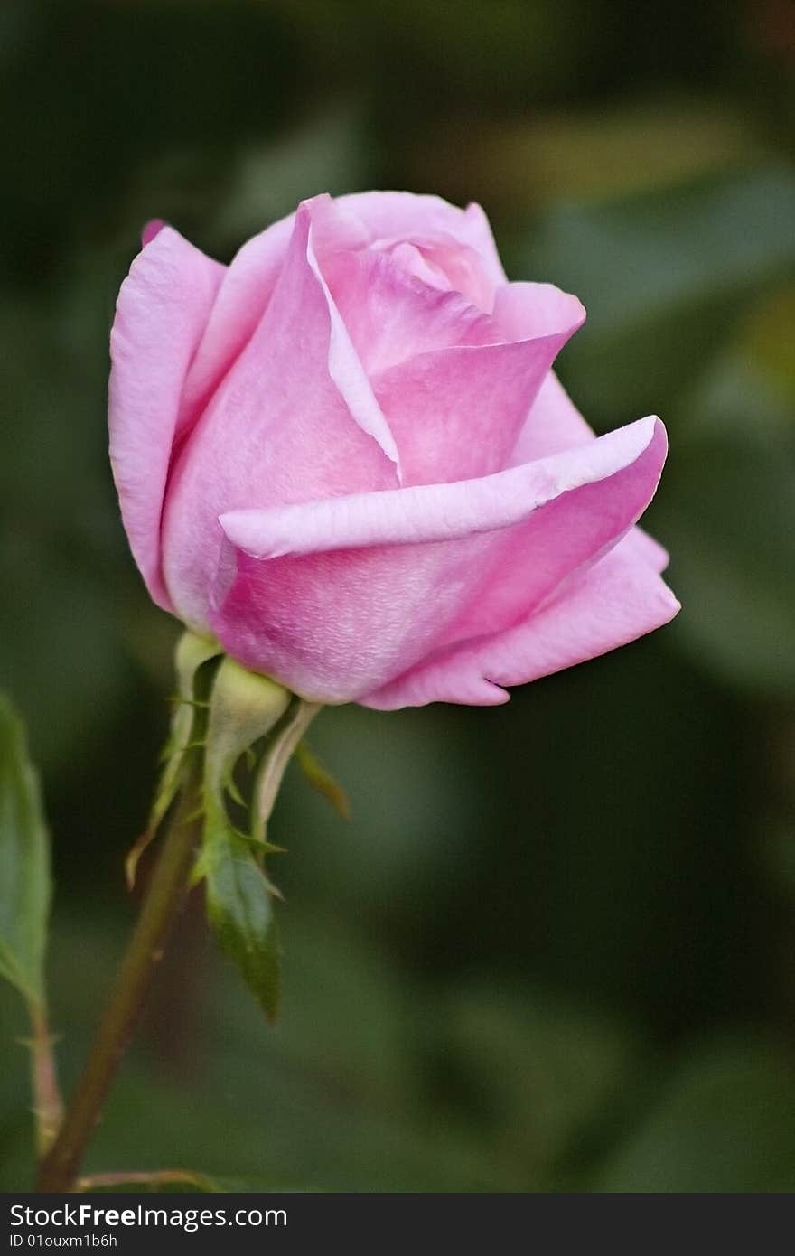 Long-stemmed rose with blurred background. Long-stemmed rose with blurred background