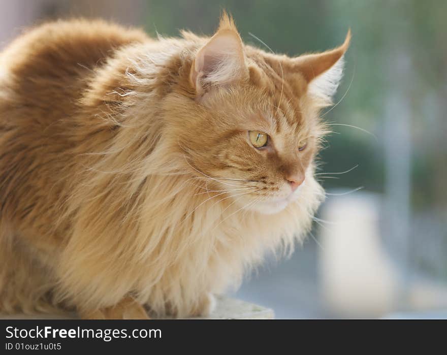 Red Persian Cat portrait, light from behind