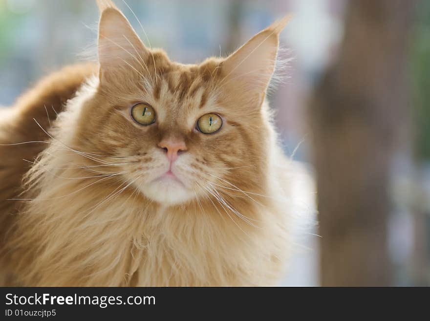 Red Persian Cat portrait, light from behind