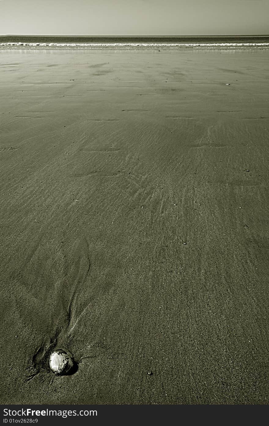 Shell on the beach with the tide. Shell on the beach with the tide