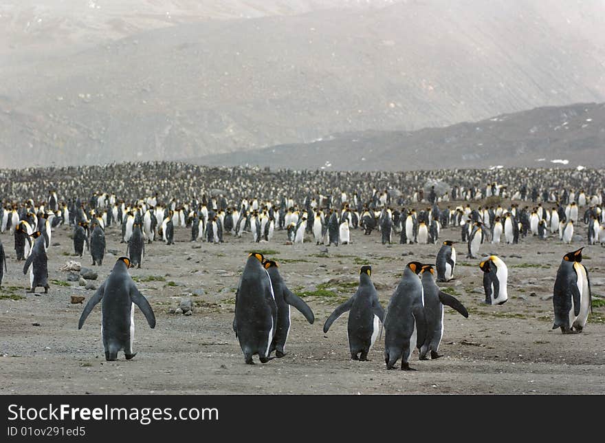 King penguin